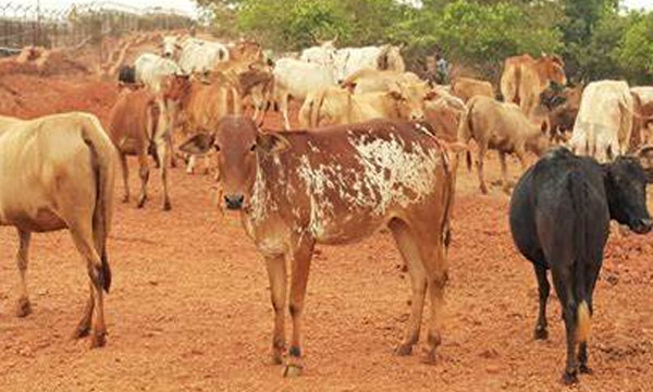 up-days-before-bakrid-muslim-organisations-demand-national-animal-status-for-cow-2